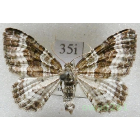 Epirrhoe alternata (Müller, 1764) Czech35i